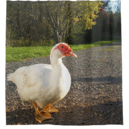 Cortina De Ducha Pato de Muscovy Drake