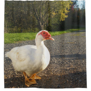 Cortina De Ducha Pato de Muscovy Drake