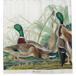 Cortina De Ducha Pato Mallard, 1834, de los pájaros de América