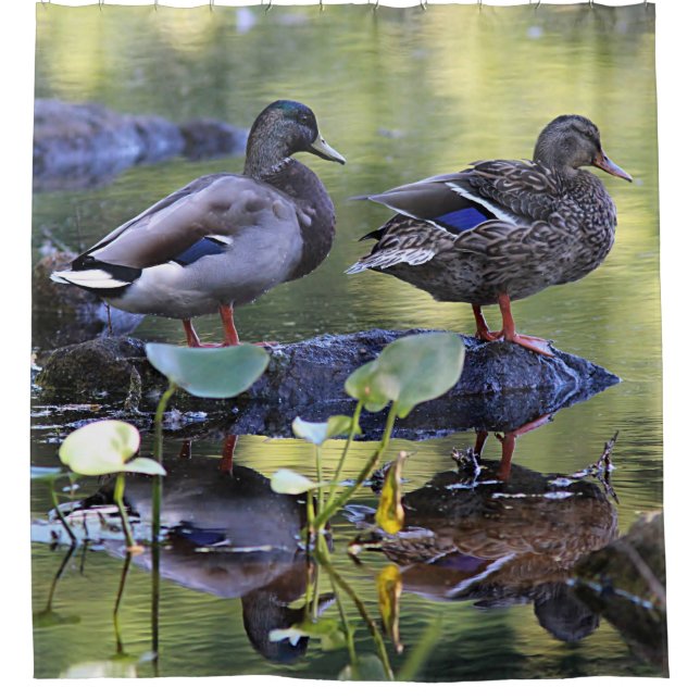 Cortina De Ducha Patos del pato silvestre (Anverso)