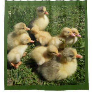 Cortina De Ducha patos y ansarones