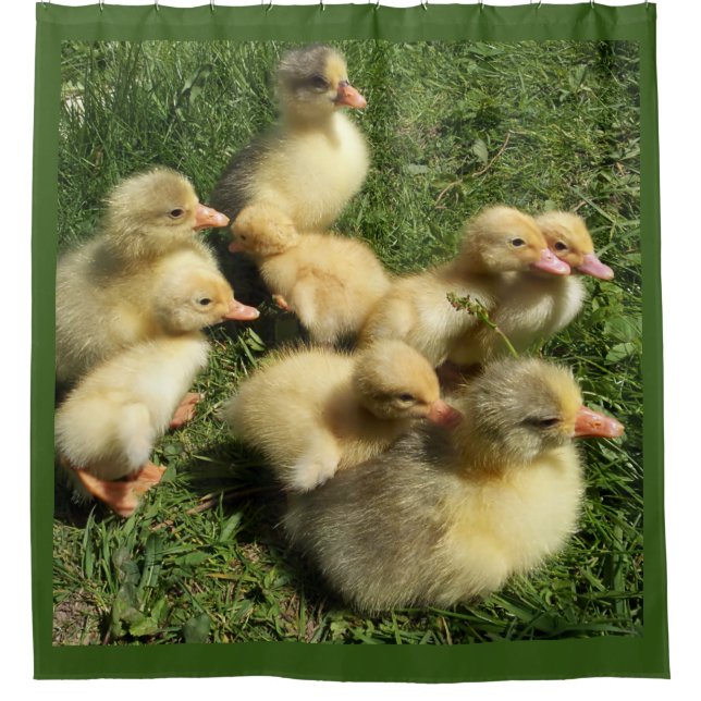 Cortina De Ducha patos y cotilleos (Anverso)