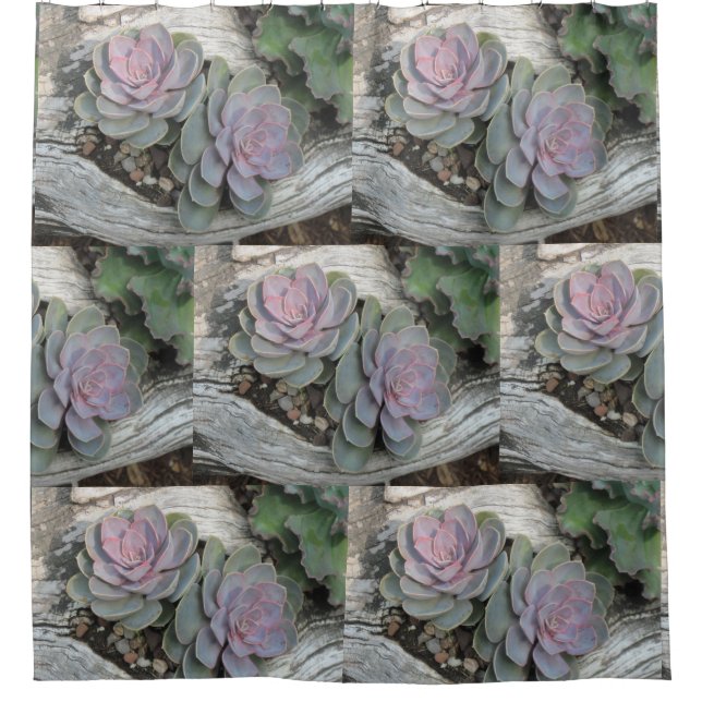 Cortina De Ducha Patrón de Echeveria Suculento (Anverso)