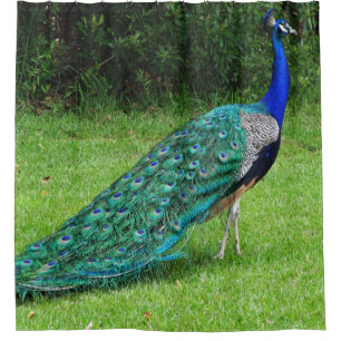 Cortina De Ducha Pavo real que camina