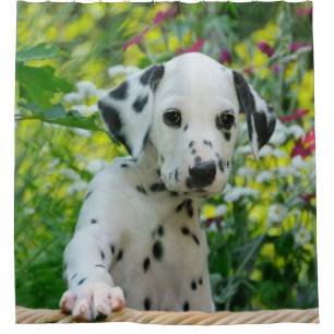 Cortina De Ducha Perrito dálmata joven lindo del perro, tina