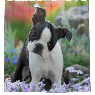 Cortina De Ducha Perrito lindo del perro de Boston Terrier, tina