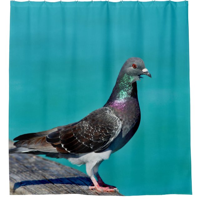 Cortina De Ducha Pigeon With A View (Anverso)