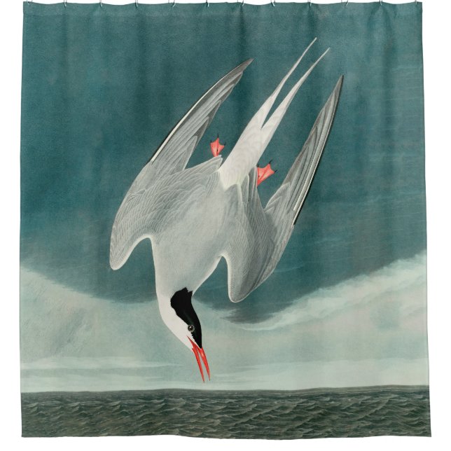 Cortina De Ducha Pintado de vida silvestre del Ártico Tern Audubon (Anverso)