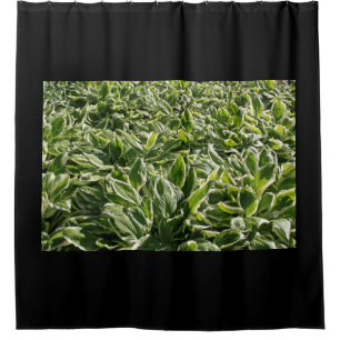 Cortina De Ducha Plantas de Hosta Blanco Verde Jardín Dejan Foto Ne