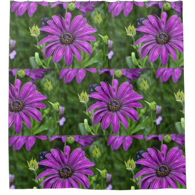 Cortina De Ducha Purple Daisy (Anverso)