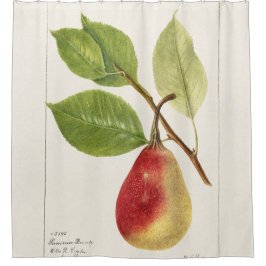 Cortina De Ducha Rama de peras (Pyrus Communis) (1893) Pequeña