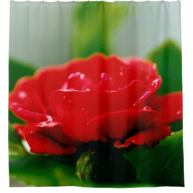 Cortina De Ducha Rosa roja matutina cubierta de rocío (Anverso)