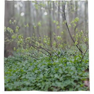 Cortina De Ducha Suelo del bosque de los Cárpatos Rumania Fotografí