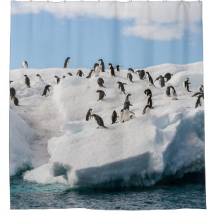 Cortina De Ducha Tiempo de reproducción de Gentoo Penguin Antártica