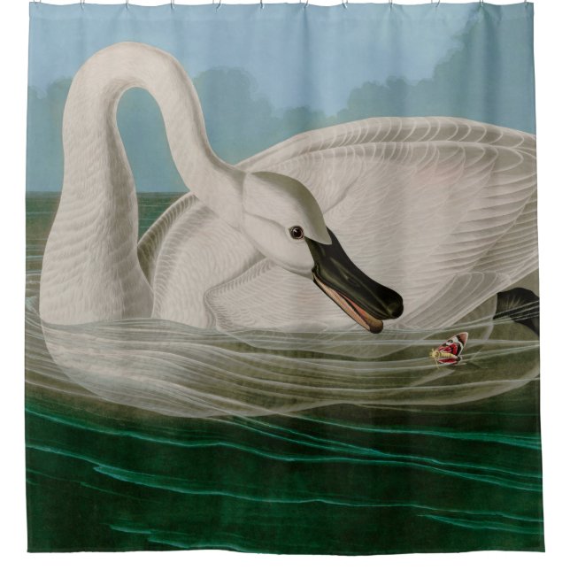 Cortina De Ducha Trumpeter Swan Birds of America Audubon Print (Anverso)