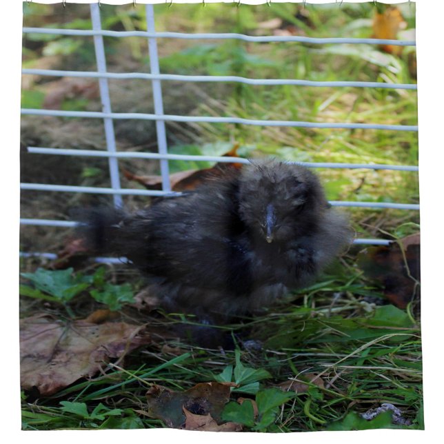 Cortina De Ducha Un bebé Silkie (Anverso)