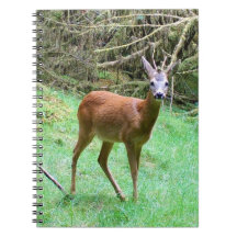 Corzo Macho en Cuaderno de la Naturaleza en Bosque