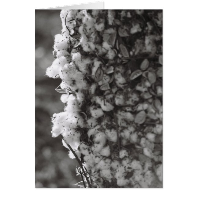 Cosecha de algodón (Frente)