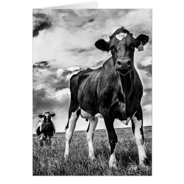 Cosecha de BW que espera (Frente)