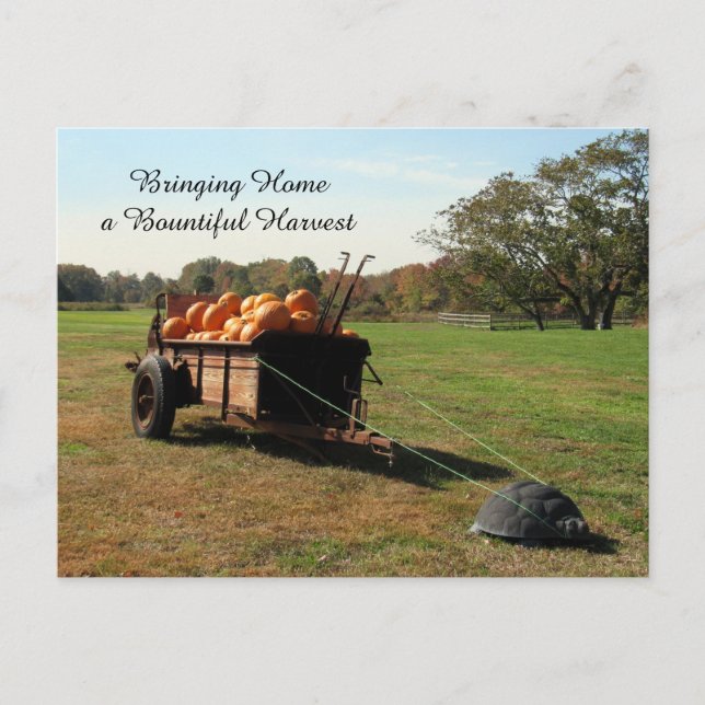 Cosecha de calabaza - postal (Anverso)