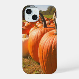Cosecha de Calabazas, Calabazas en el Parche de Ca