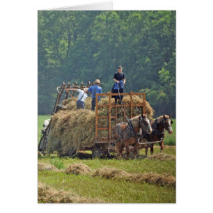 Cosecha de heno de Amish