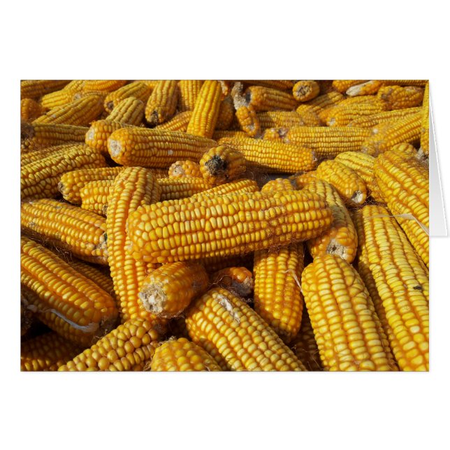 Cosecha de maíz (Anverso (Horizontal))