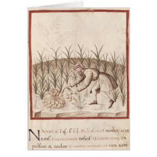 Cosecha del ajo