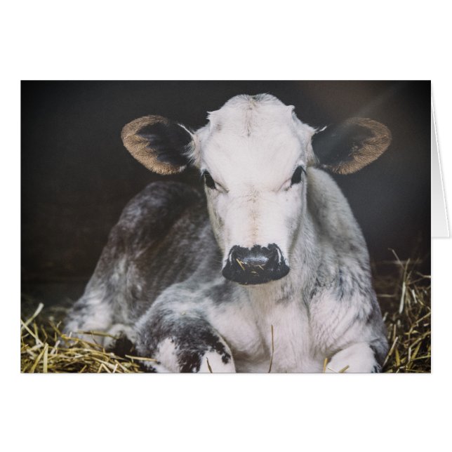 Cosecha ocupada del día (Anverso (Horizontal))