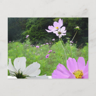 Cosmea, postales para el campo de las flores silve