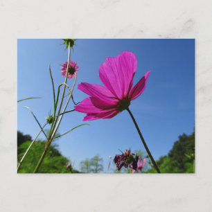 Cosmea rosa brillante, postal Blue Sky DIY