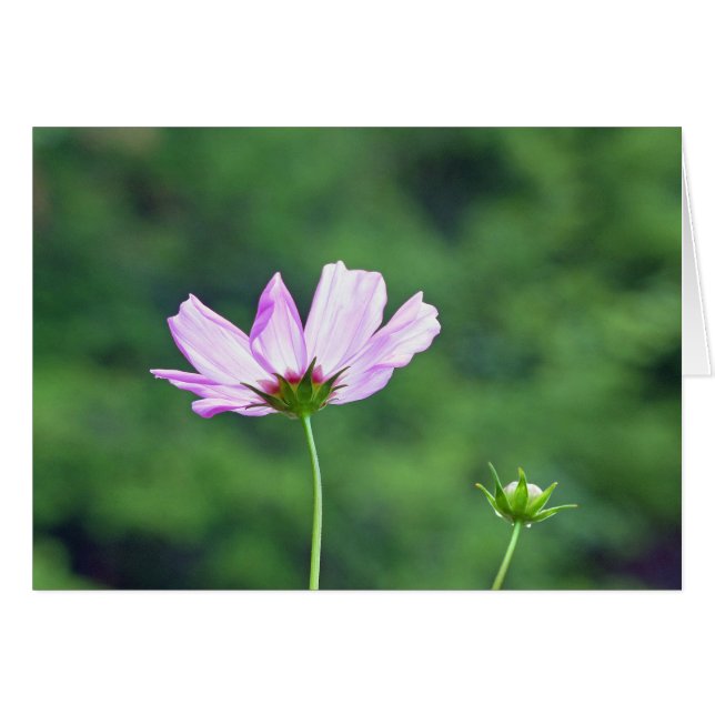 Cosmos (Anverso (Horizontal))