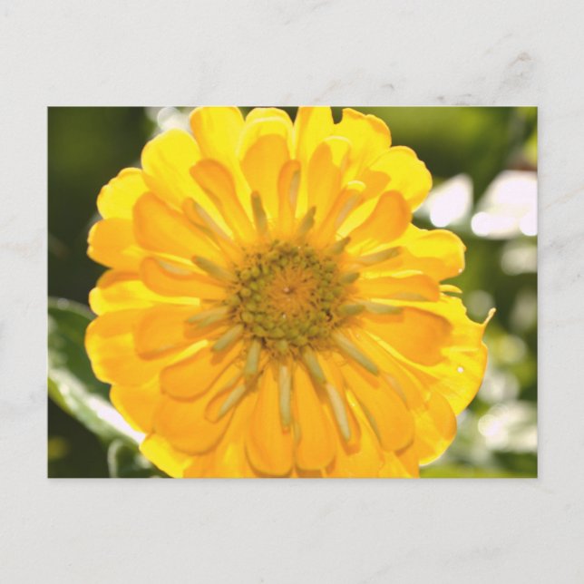 Cosmos amarillo, margarita amarilla, postal de flo (Anverso)