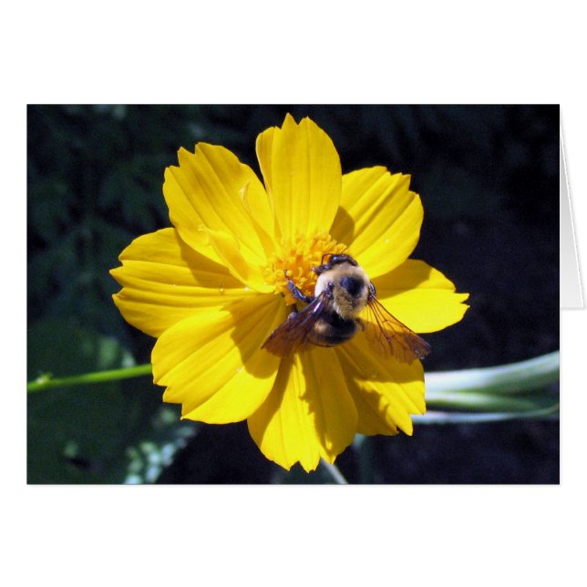 Cosmos Attracts Bumblebee (Anverso (Horizontal))