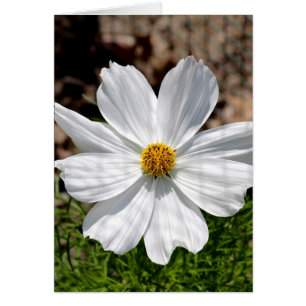 Cosmos blancos
