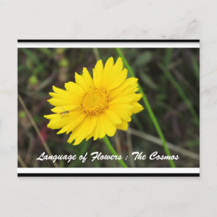 Cosmos con postal de abeja