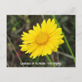 Cosmos con postal de abeja