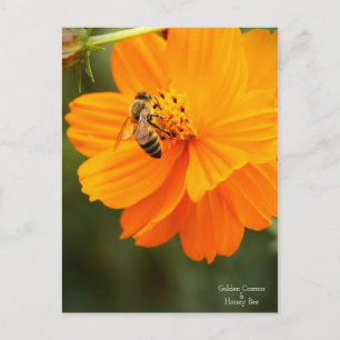 Cosmos dorados y Bee de miel para postales de la t