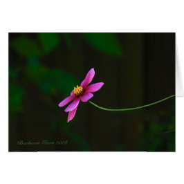 Cosmos-flor rosa elegante