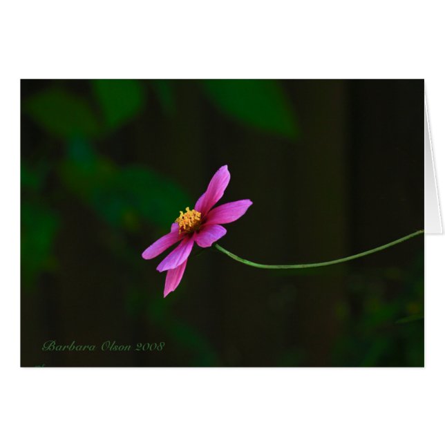 Cosmos-flor rosa elegante (Anverso (Horizontal))