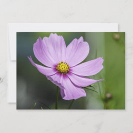 Cosmos Flotando En El Viento - Tarjeta De Saludo P