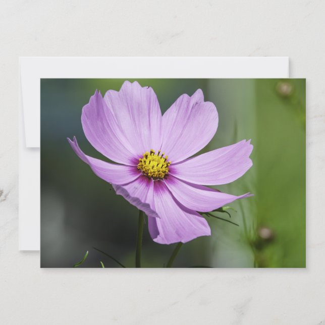 Cosmos Flotando En El Viento - Tarjeta De Saludo P (Anverso)