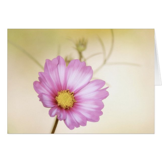 Cosmos Pastel (Anverso (Horizontal))