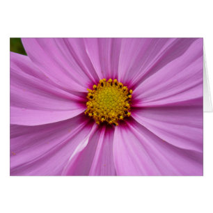 Cosmos Rosa Flor Silvestre