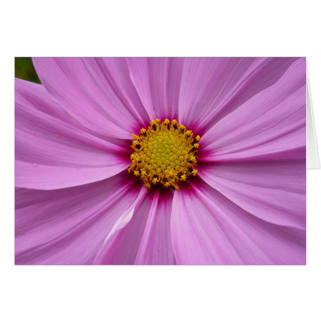 Cosmos Rosa Flor Silvestre (Anverso (Horizontal))