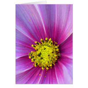 Cosmos rosados
