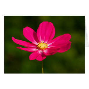 Cosmos rosados