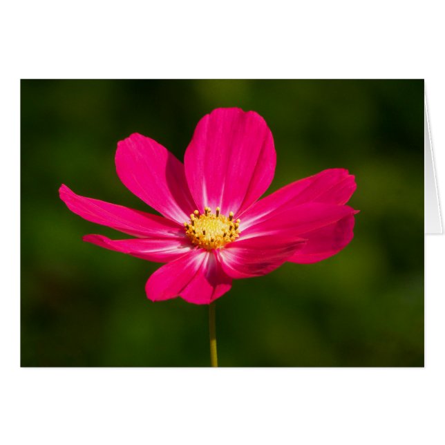 Cosmos rosados (Anverso (Horizontal))