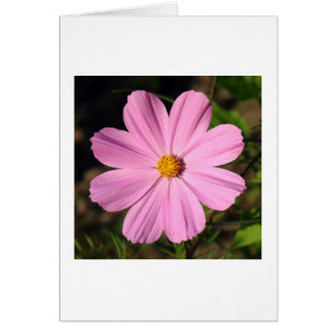 Cosmos rosados