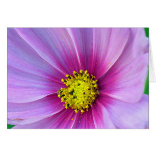 Cosmos rosados